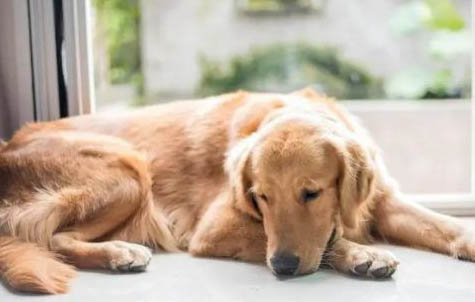 大型寵物犬有哪些品種