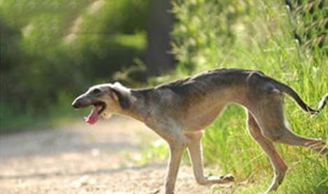 細犬為啥會被禁養
