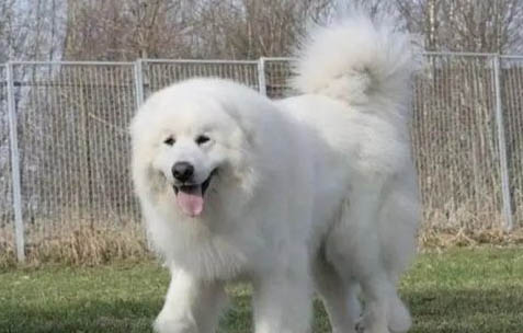 大白熊犬老掉毛的原因及處理方法