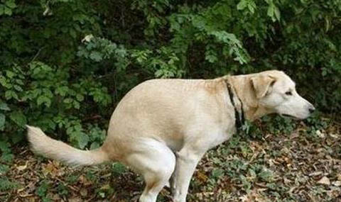 狗狗可以吃西紅柿嗎