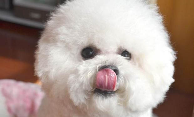 伴侶犬有哪些