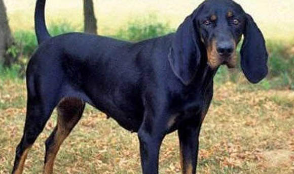紅骨獵浣熊犬不愛吃東西的原因及處理方法
