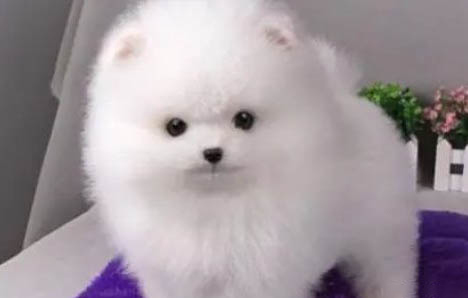 博美犬好不好養(yǎng)