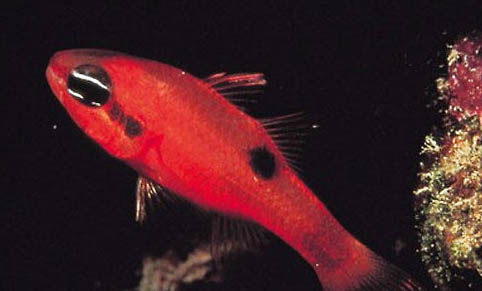 鯊魚(yú)有哪些種類