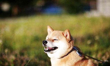 柴犬一窩可以生幾只