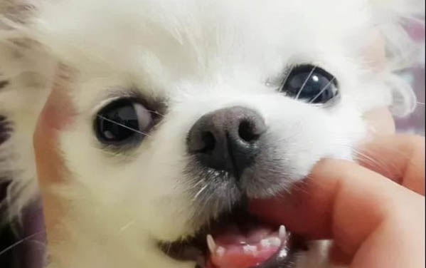 狗狗咬手表示什么意思