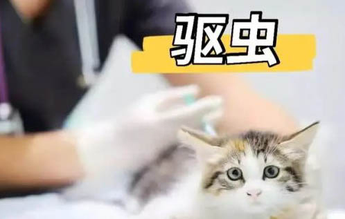 貓吐黃水不吃東西愛趴著是為啥