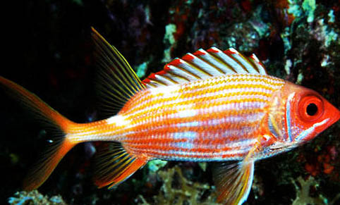 孔雀魚產卵后多久能回大缸