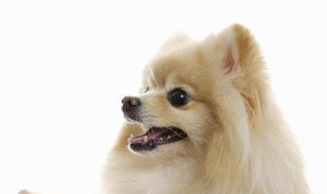 博美犬和泰迪哪個好