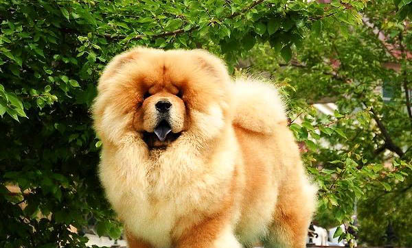 白色松獅犬價格多少錢一只