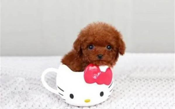 茶杯狗能活多久?