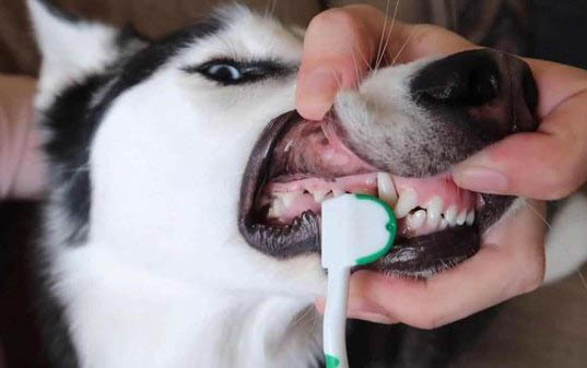 狗狗身上的皮屑多是什么原因
