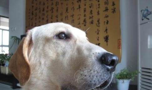 狗狗拉黃稀糊狀有精神是什么原因?