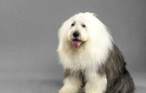 比利時牧羊犬眼睛紅血絲是什么原因