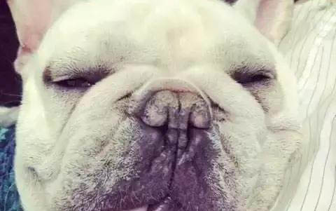 英國斗牛犬手術傷口多久恢復