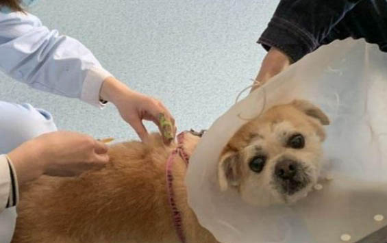 怎樣收養狗狗