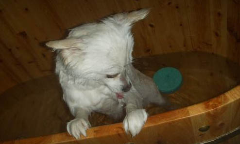 狗狗多大算成年犬