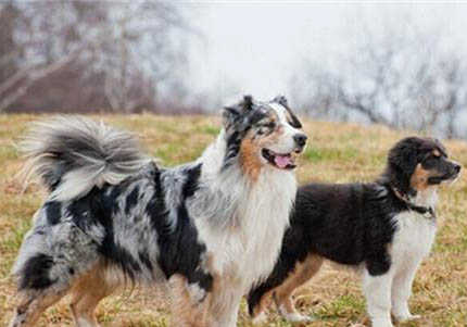 中亞牧羊犬是哪個國家的