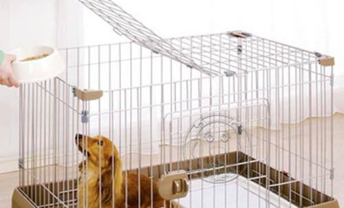狗狗耳螨需要每天用藥嗎