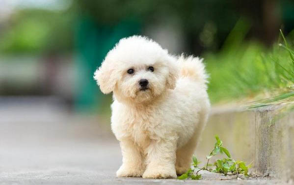 狗狗為什么老發抖