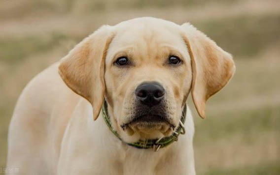 依比沙獵犬在akc的犬種標準