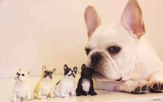 如何防止幼犬舔手？