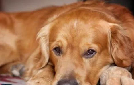 犬科動(dòng)物和貓科動(dòng)物哪個(gè)厲害