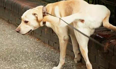 什么樣的情形需要狗狗安樂死