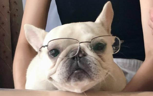 小狗軟便和拉稀的區別