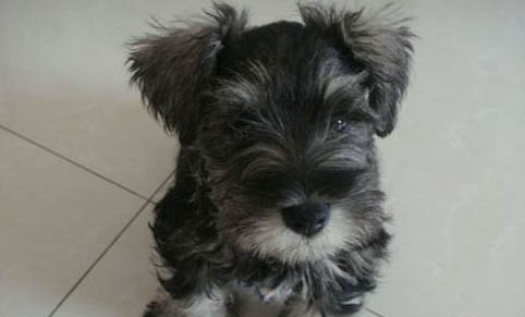 吃什么狗糧長肉