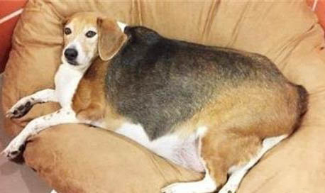 狗狗攜帶狂犬病毒能活多久啊
