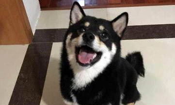 豆柴犬和柴犬哪個(gè)貴,有什么不同