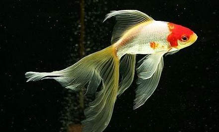 草金魚不喂食能活多久