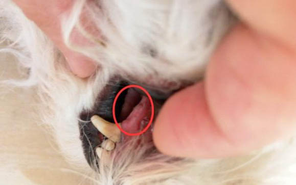 狗狗眼睛充血能自愈嗎