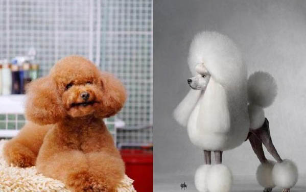 貴賓犬眼下脫毛有小黑點(diǎn)