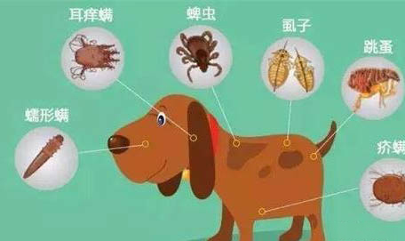 一個月的狗狗得了肺炎還能活多久?