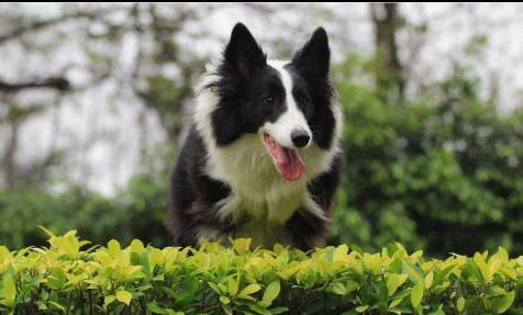 哪里有賣邊境牧羊犬 怎么買牧羊犬