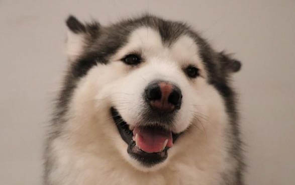 狗可以吃烏龜殼嗎