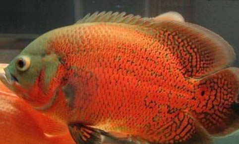 地圖魚(yú)可以和鸚鵡魚(yú)一起養(yǎng)嗎