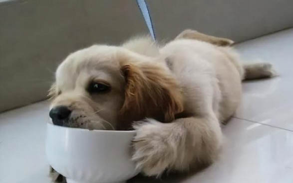 狗狗能吃梨子嗎？