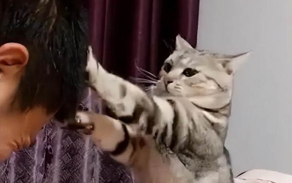 貓一般多大可以生小貓