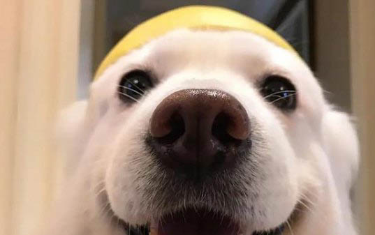 狗狗可以吃糯米嗎