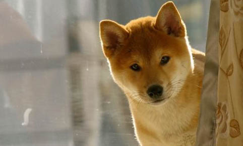 中國禁養柴犬