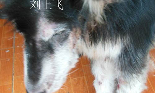 狗狗中暑后能支撐多久