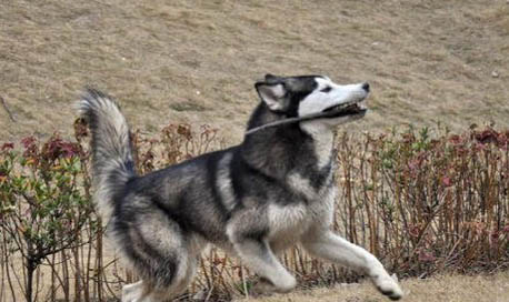 迷你犬品種有哪些