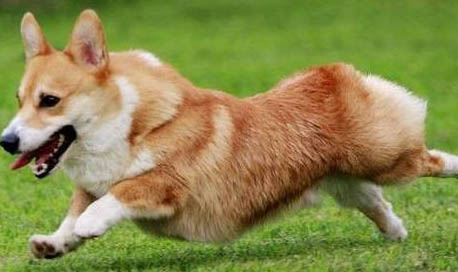 柯基犬不能打嗎