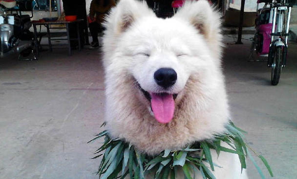 薩摩耶犬的耳朵多久清理一次比較好