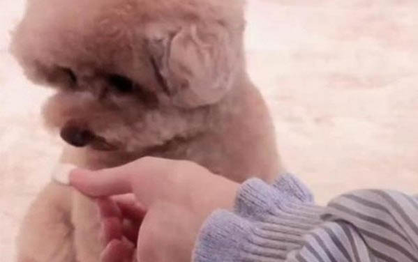 泰迪能吃葡萄?