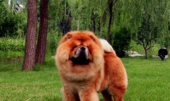 松獅犬太瘦原因及處理方法