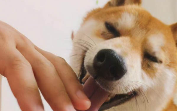 狗狗年紀(jì)大了臨死前征兆